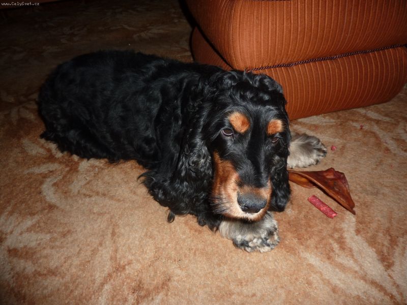 Foto: Odechylky od standardu-Dobr� den.
 Pros�m o n�zor na n�sleduj�c� vzhledovou odchylku m�ho AK (pes