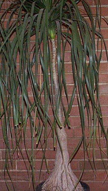 Fotky: Beaukarnea, slon� noha (foto, obrazky)