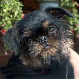 Foto: Belgick� grifonek