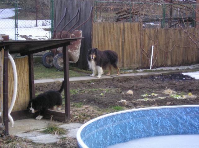 Foto: Bernsk� sala�nick� pes-Jonat�n