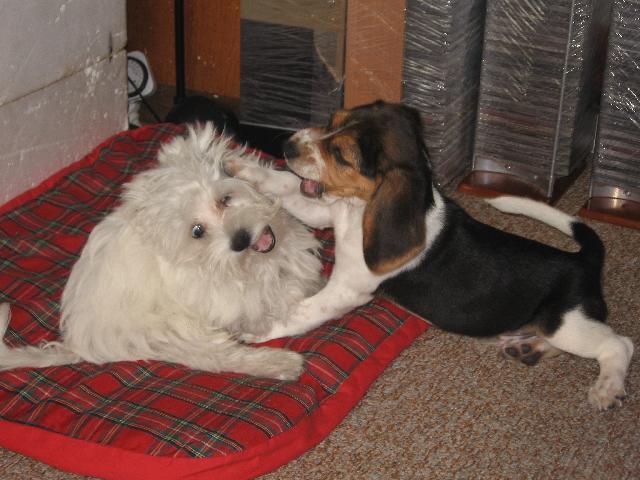 Fotky: B�gl (foto, obrazky)