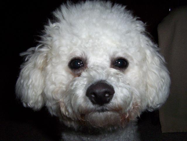 Fotky: Bi�onek (foto, obrazky)