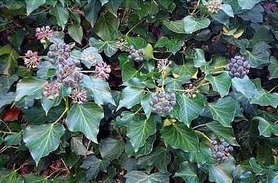 Foto: B�e�an pop�nav�