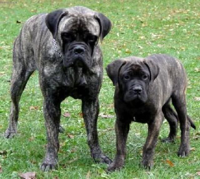 Foto: Bullmastif-CH. ST. ROTT-BULL (HL�NOVI, hlinovi@c-mail.cz)