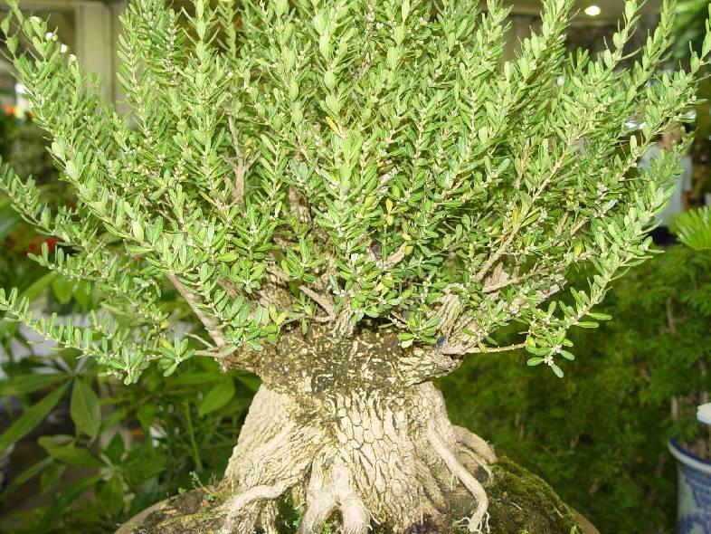 Fotky: Buxus harlandii, buxus microphylla sinica, Zimostr�z (foto, obrazky)