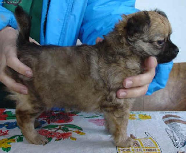 Fotky: �ivava (foto, obrazky)