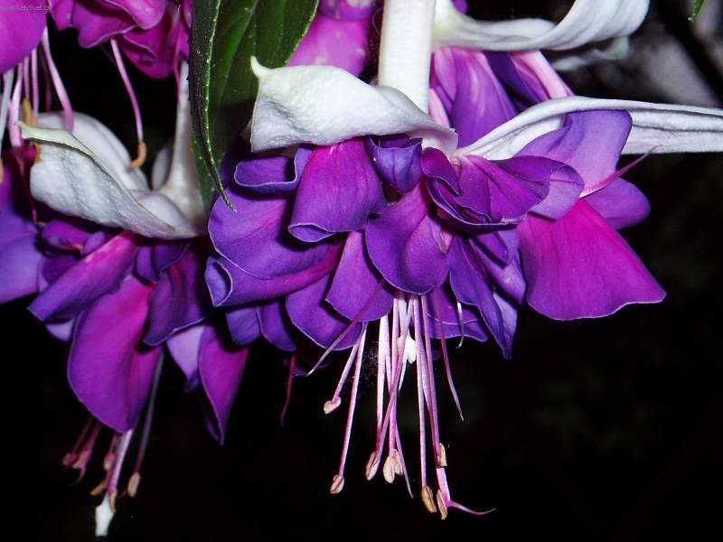 Foto: Fuchsie-Pestitelka: Mayda