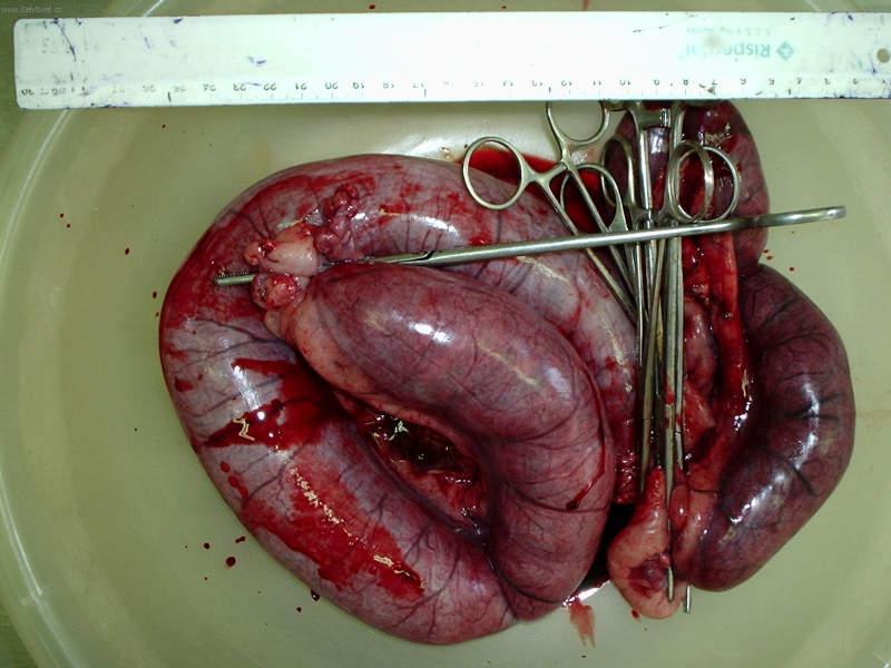 Foto: Gynekologie
