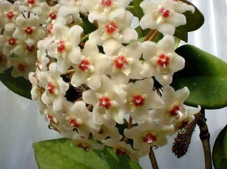 Foto: Hoja, voskovka