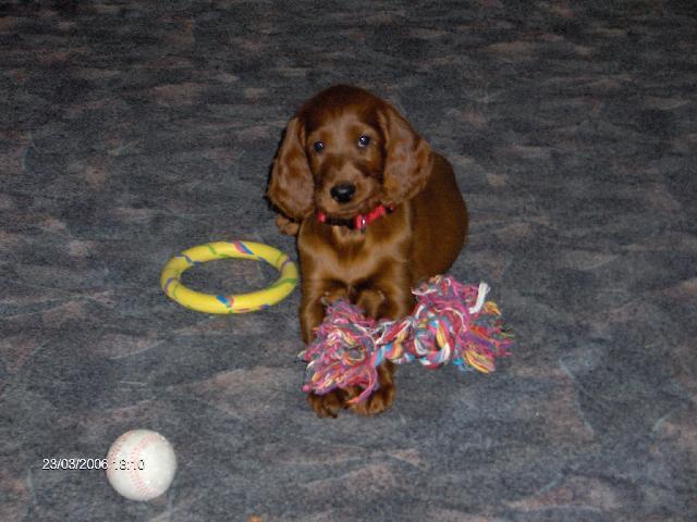 Foto: Irsk� setr-Nora z N�t�ic. Maitel: rmrazova@seznam.cz