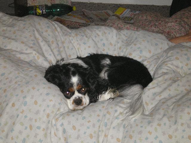Fotky: Kaval�r King Charles �pan�l (foto, obrazky)
