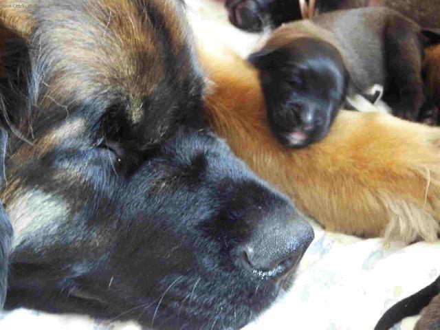 Foto: Leonberger-Majitelka: Martina (martinabonnieb@seznam.cz)