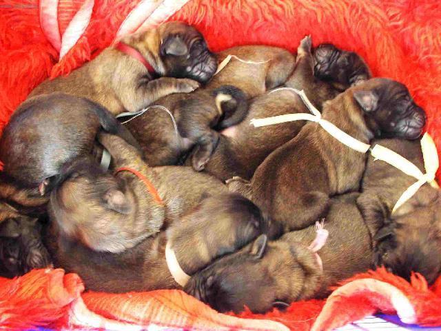 Foto: Leonberger-Majitelka: Martina (martinabonnieb@seznam.cz)