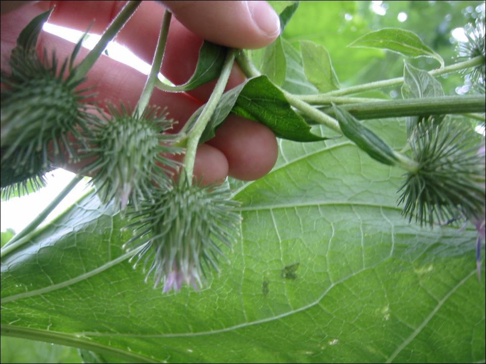 Foto: Lopuch V�t��