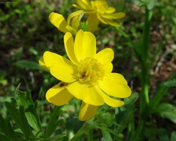 Foto: Prysky�n�k