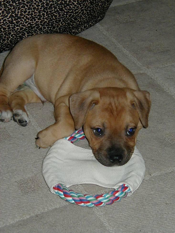 Foto: Staford��rsk� bullterier-Cole