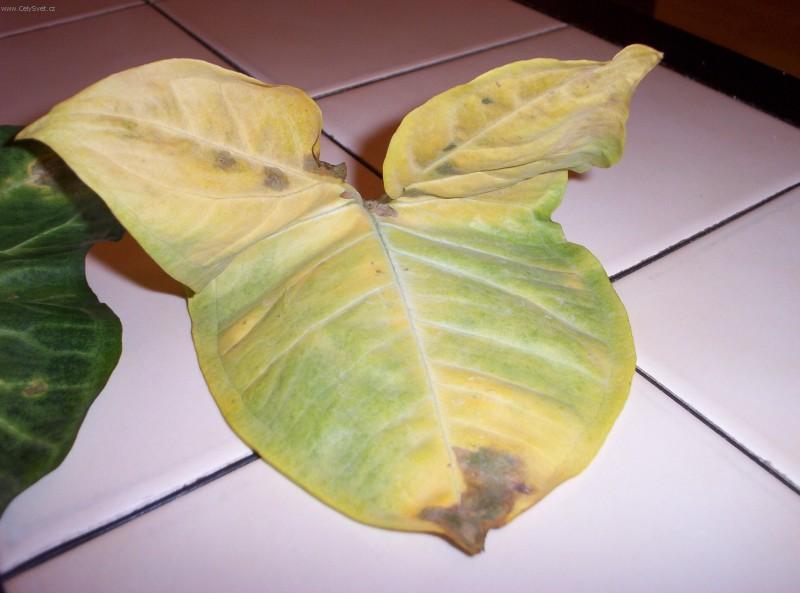 Foto: Sv�tlo je chlebem rostlin