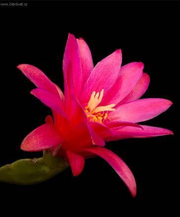 Foto: Velikono�n� kaktus