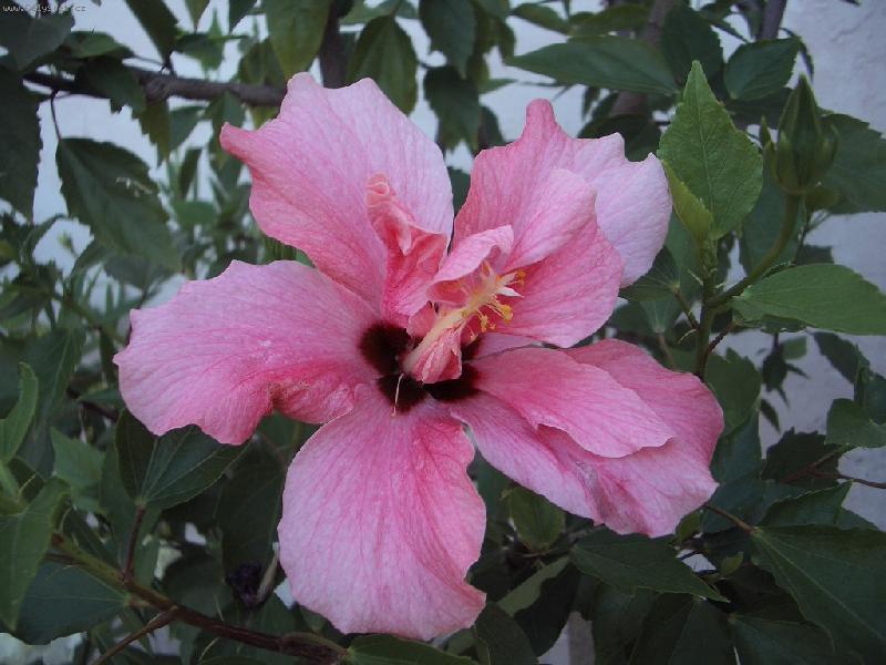 Foto: Ibi�ek r��ovy