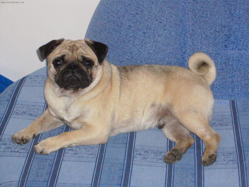 Foto: Hugou�ek-mazlinek