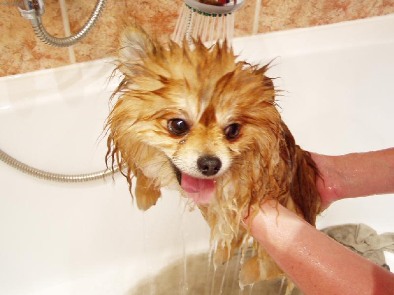 Foto: zmoklej ly���ek-p�i koupeli