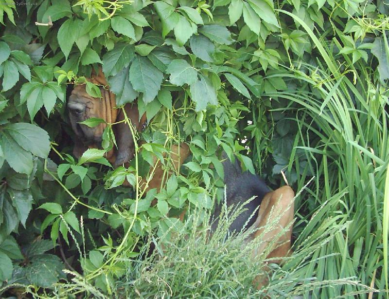 Foto: ��pkov� R��enka