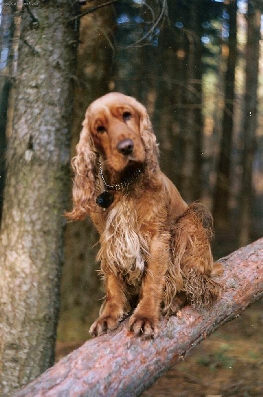 Foto: M�j kul�ek