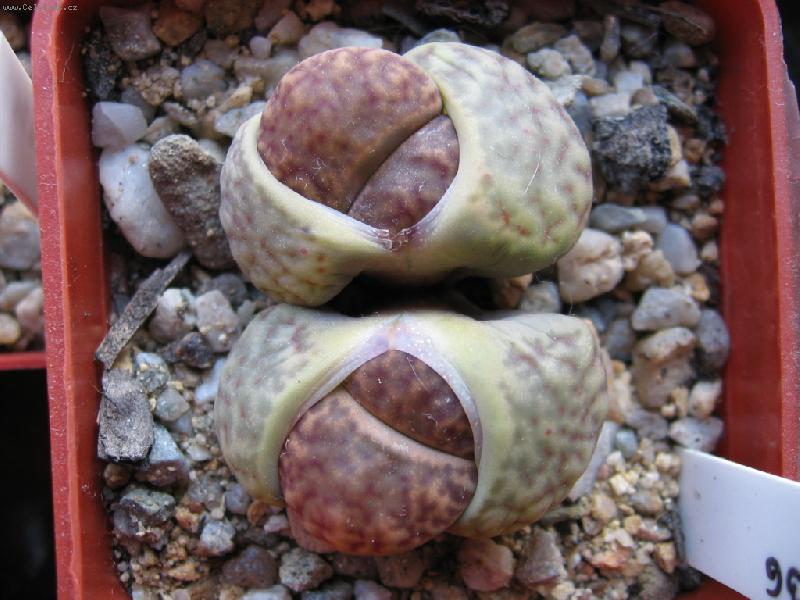 Foto: Lithops