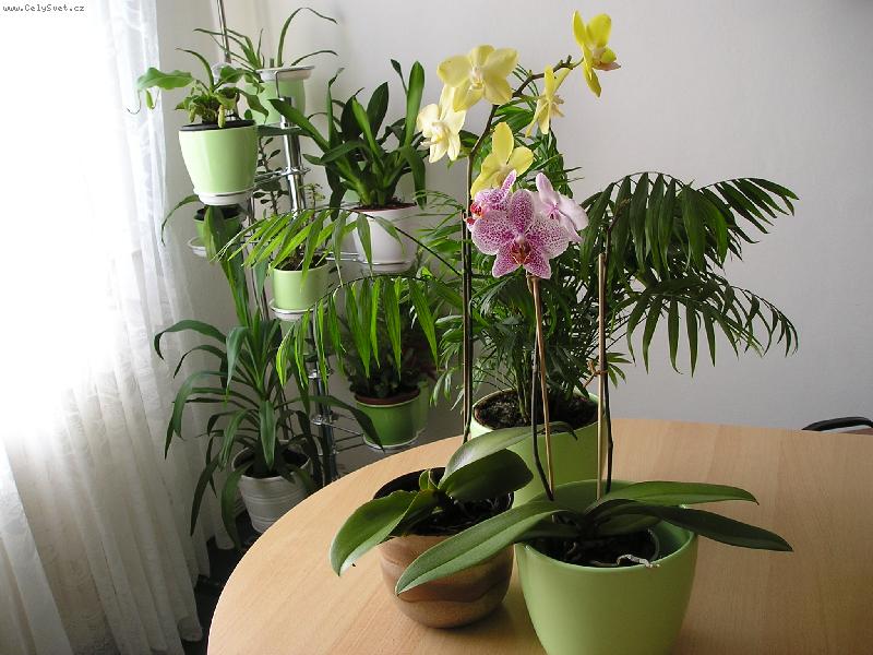 Foto: Orchideje