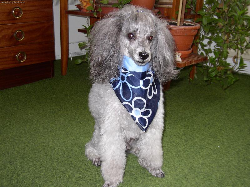 Foto: Bingulka-N� pejsek se hrozn� r�d fot� a j� toho hrozn� r�da vyu��v�m.:)