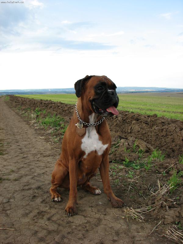 Foto: Isabella z Ungeltu-www.boxer-giordi.com