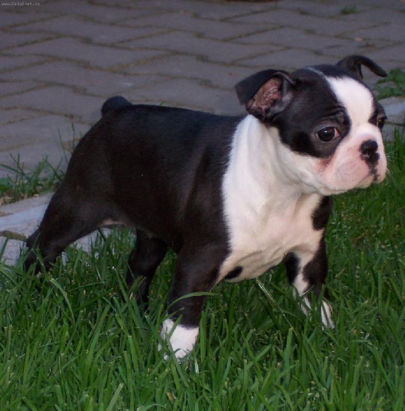 Foto: �t���tko