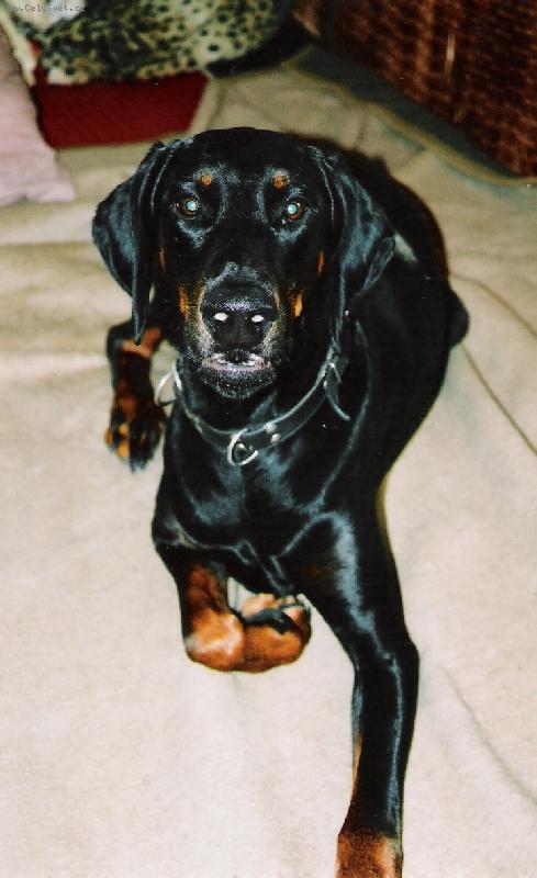 Foto: fox�k-n� fox�k