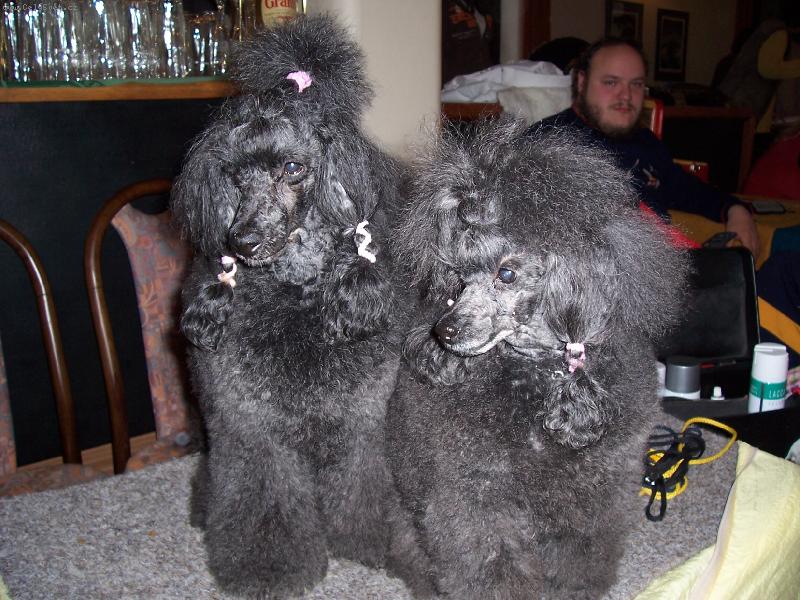 Foto: Ursini a Zairo Black Narcis