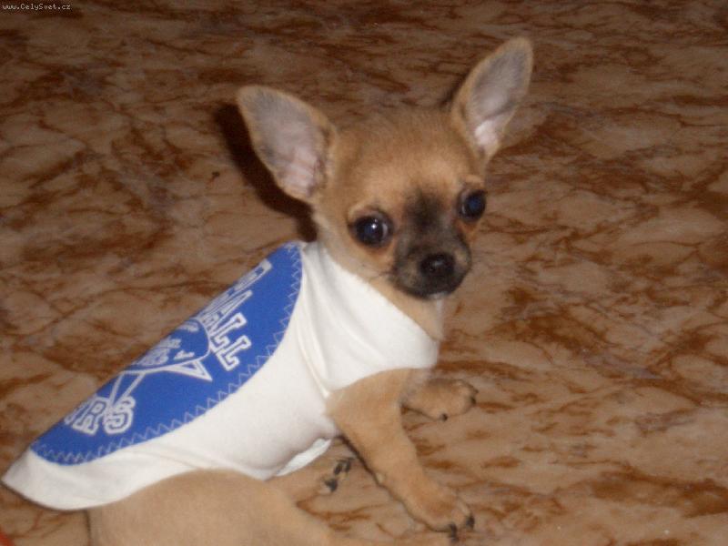 Foto: sportujem rada