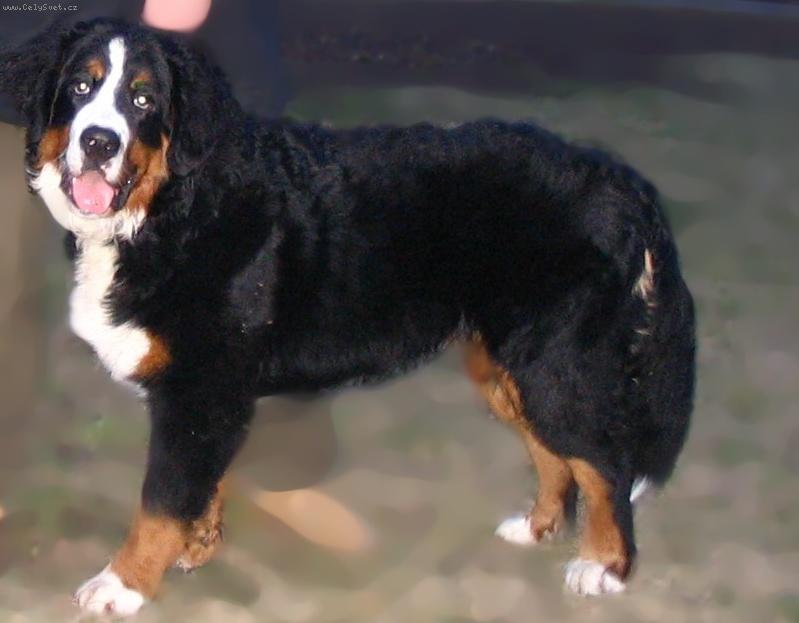 Foto: Astor Polepsk� �dol�-7 m�s�c�-v postoji