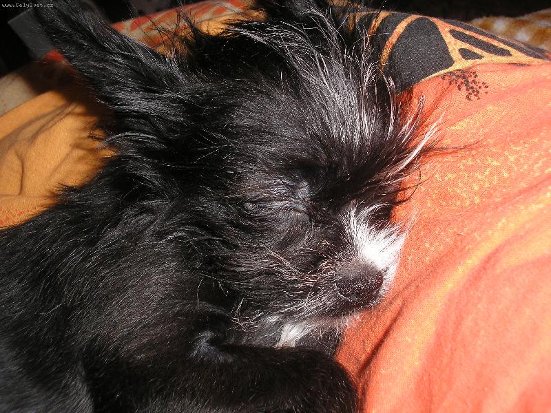 Foto: �ivinka s jorkem