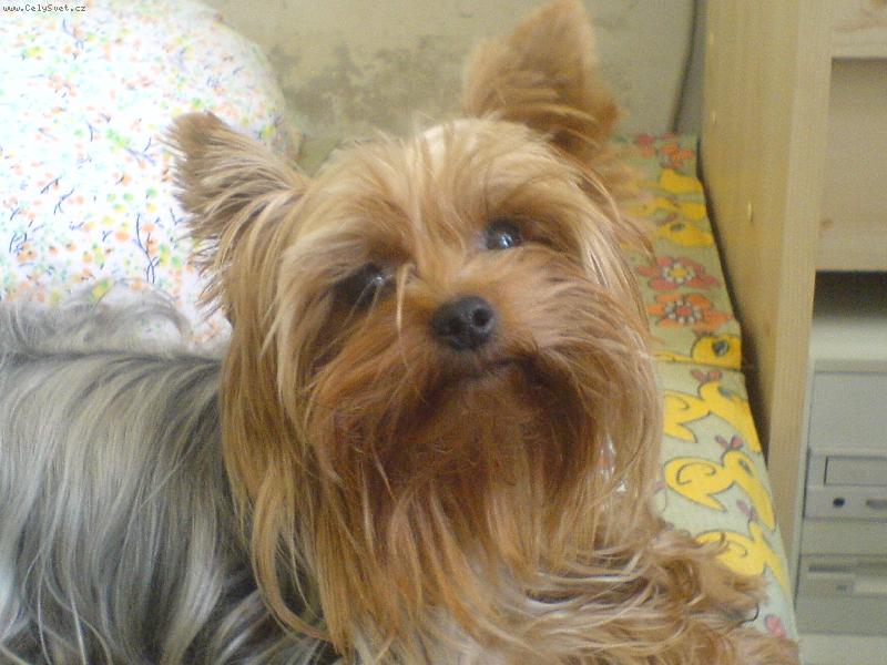 Foto: Nellynka-roztomil� zlat��ko