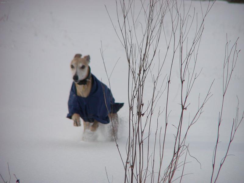 Foto: Blue Muriel Ozzmosis