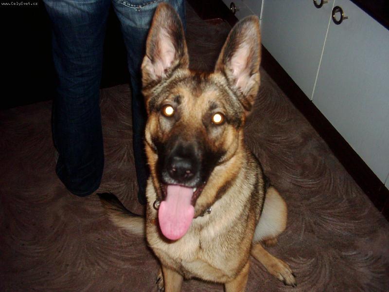 Foto: M�j pejs�nek :o)-Dinu�ka