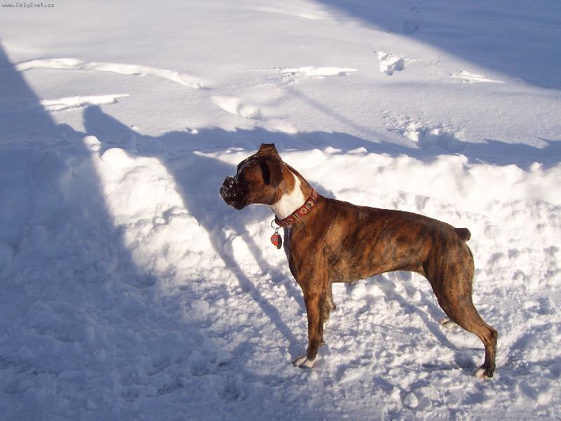 Foto: Elinka s kamar�dkou