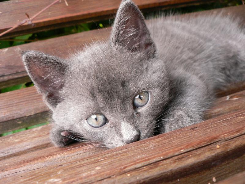 Foto: n� Mechou�