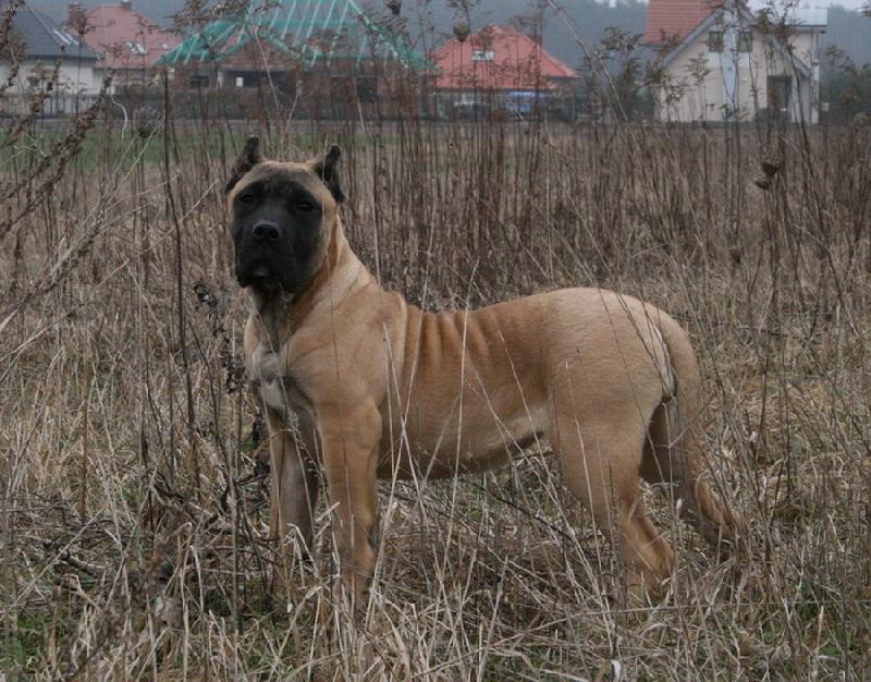 Foto: GUAPPA Guanchos