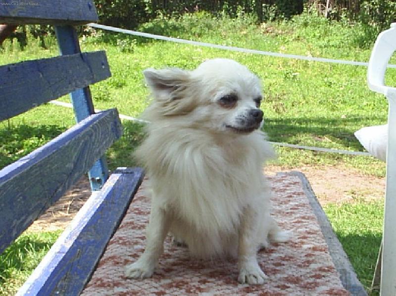 Foto: Benjamin od Svat�ho Mikul�e-Benjamin od Svat�ho Mikul�e