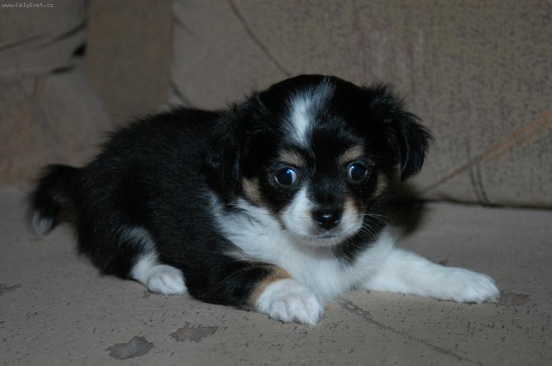 Foto: �ivav� miminka-Abbinka