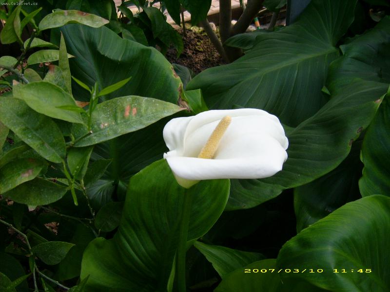 Foto: anthurium-ze  slklen�ku