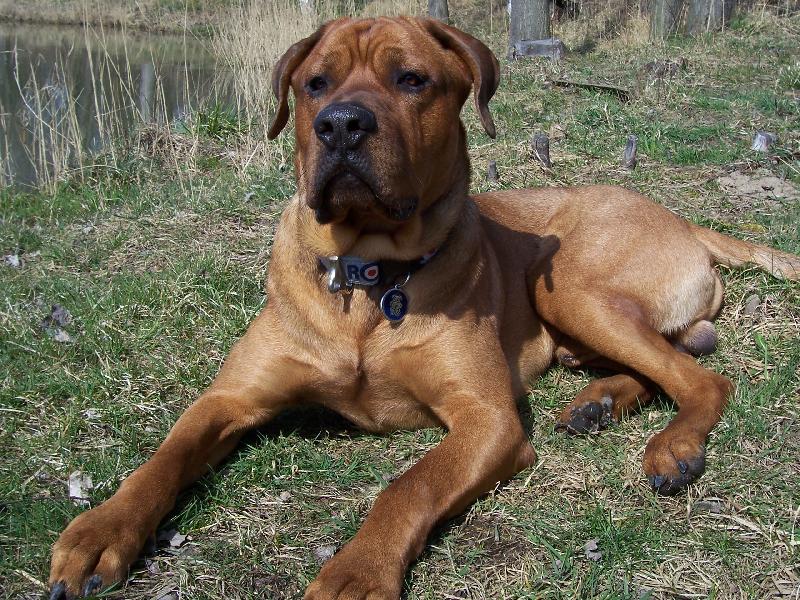 Foto: Cayroschi Diamant severu