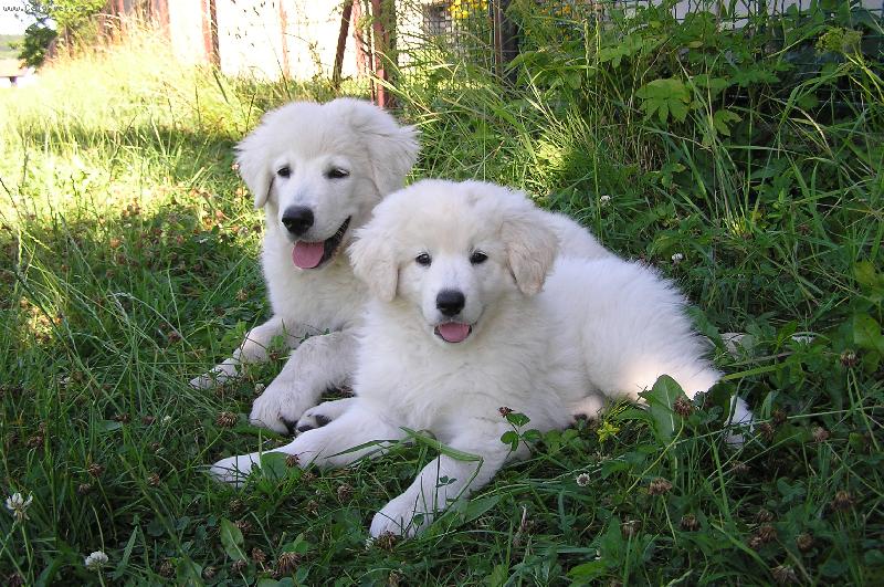 Foto: ORLICK� TALISMAN-Ugar a Greis