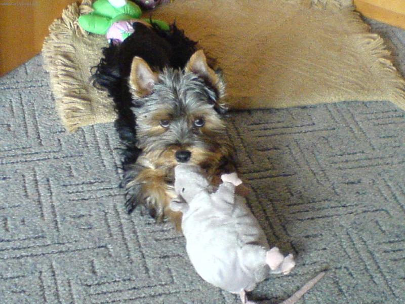 Foto: Time�ek s kryskou