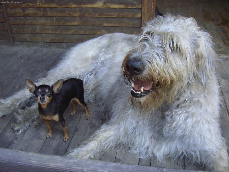 Foto: mal� a velk�